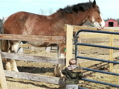 Photos: Draft horse rescued from bog